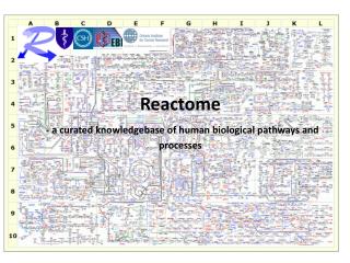 Reactome - a curated knowledgebase of human biological pathways and processes