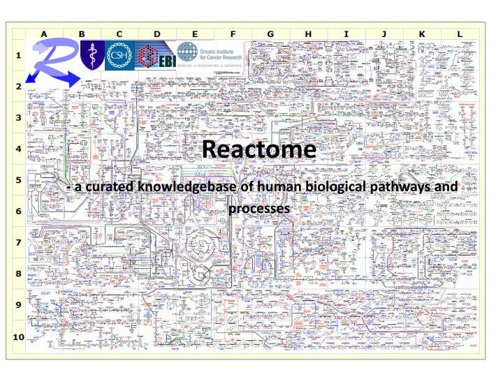 reactome a curated knowledgebase of human biological pathways and processes