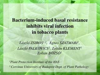 Bacterium-induced basal resistance inhibits viral infection in tobacco plants