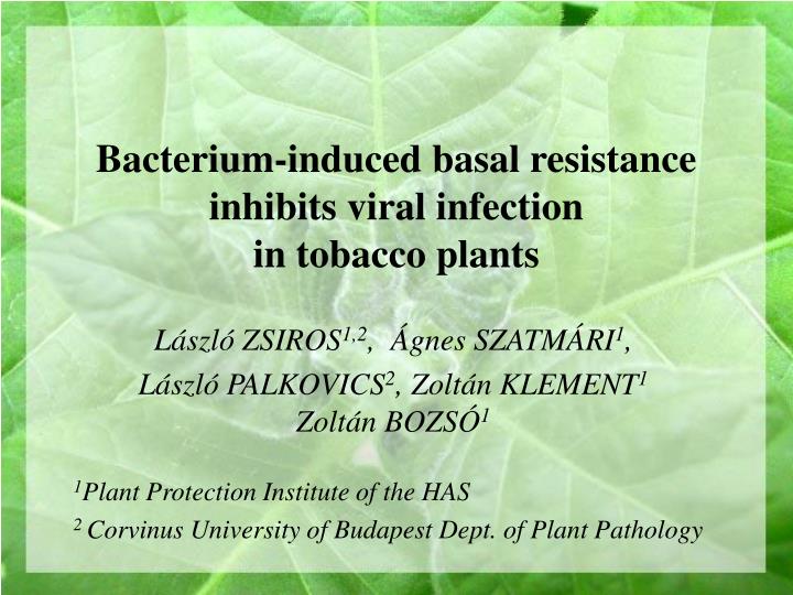 bacterium induced basal resistance inhibits viral infection in tobacco plants