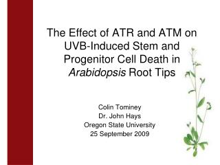 The Effect of ATR and ATM on UVB-Induced Stem and Progenitor Cell Death in Arabidopsis Root Tips