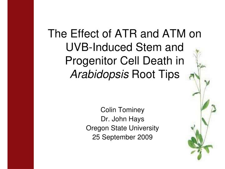 the effect of atr and atm on uvb induced stem and progenitor cell death in arabidopsis root tips