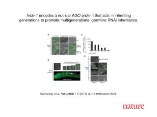 BA Buckley et al. Nature 000 , 1-5 (2012) doi:10.1038/nature11352