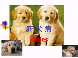 rabies