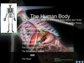 The Human Body