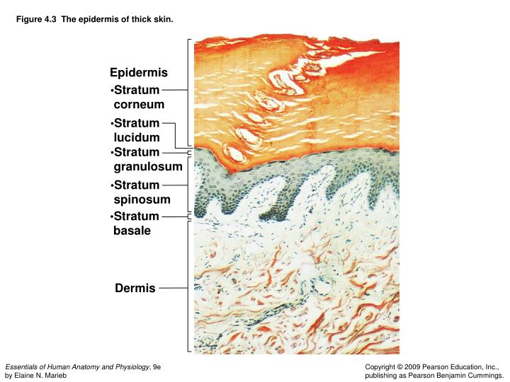 figure 4 3 the epidermis of thick skin