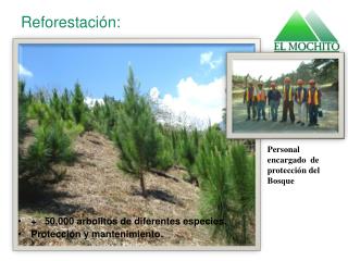 reforestaci n