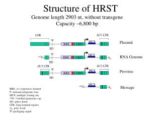 Structure of HRST