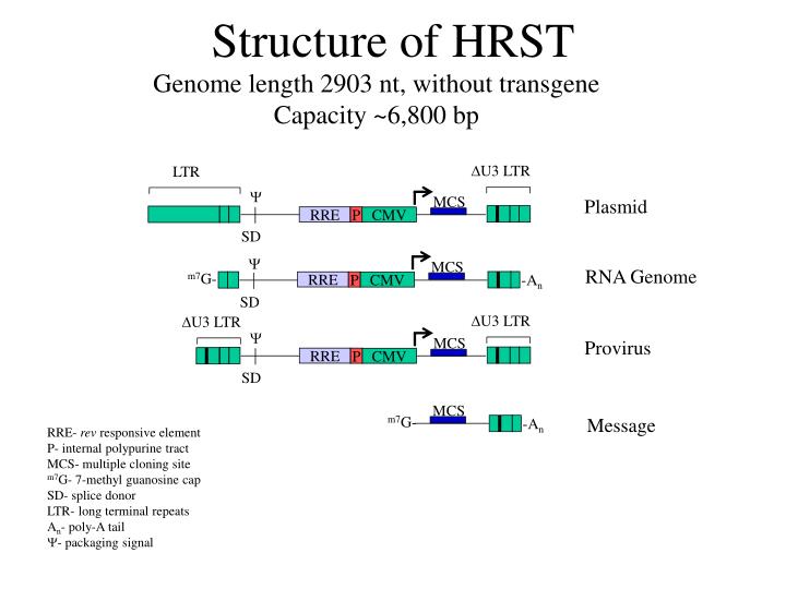 structure of hrst