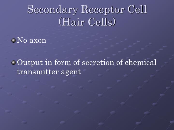 secondary receptor cell hair cells