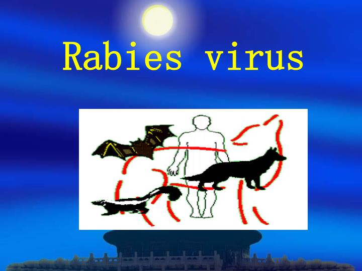 rabies virus