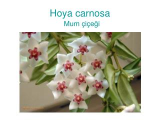 hoya carnosa