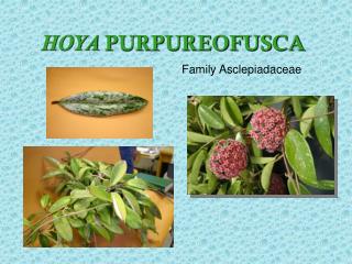 HOYA PURPUREOFUSCA