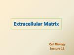 Extracellular Matrix