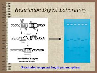 Restriction Digest Laboratory
