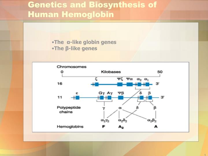 genetics and biosynthesis of human hemoglobin