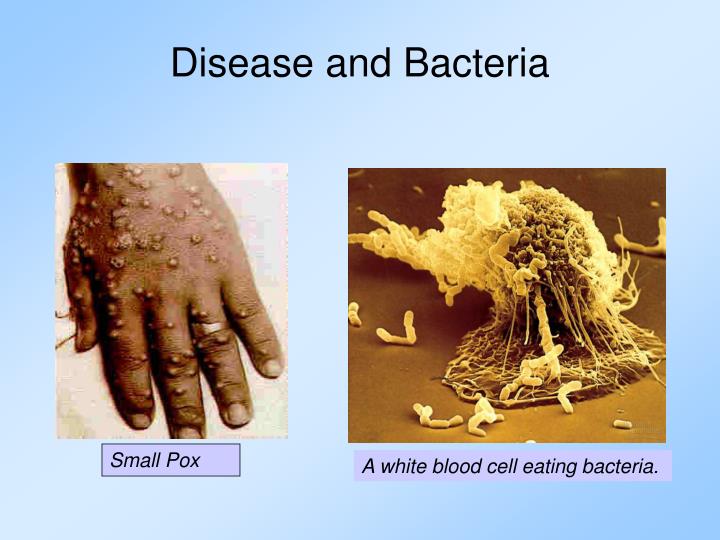 disease and bacteria