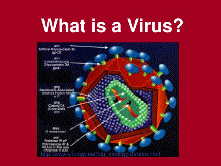 what is a virus