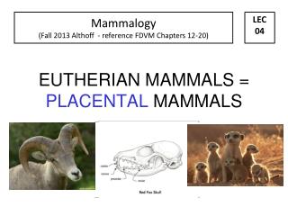 EUTHERIAN MAMMALS = PLACENTAL MAMMALS