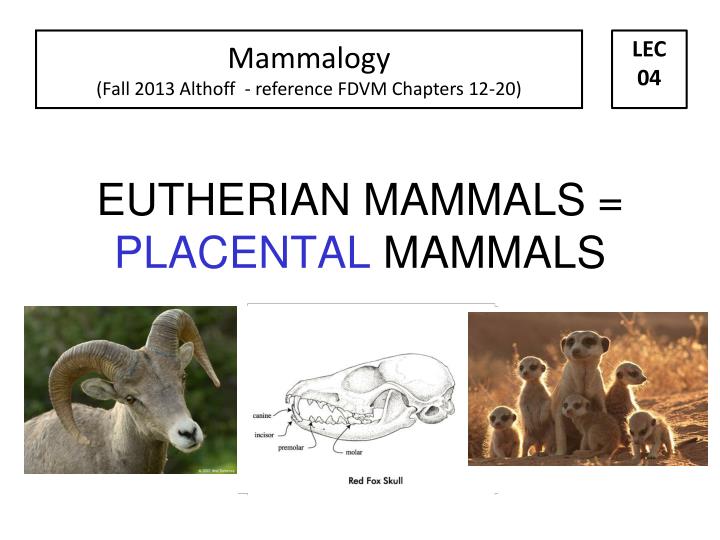 eutherian mammals placental mammals