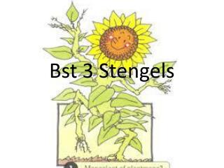 bst 3 stengels