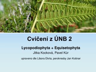 cvi en z nb 2