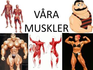 v ra muskler