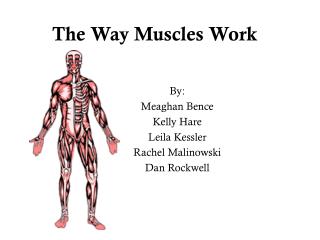 The Way Muscles Work