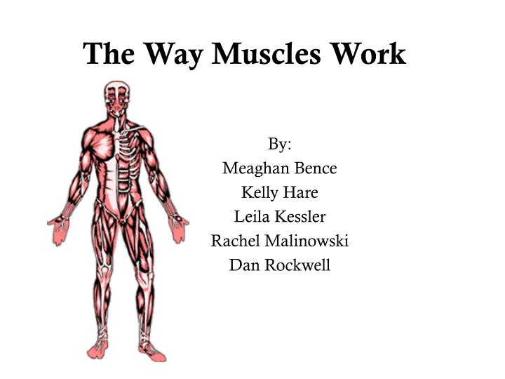 the way muscles work