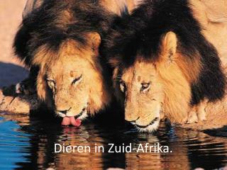 dieren in zuid afrika