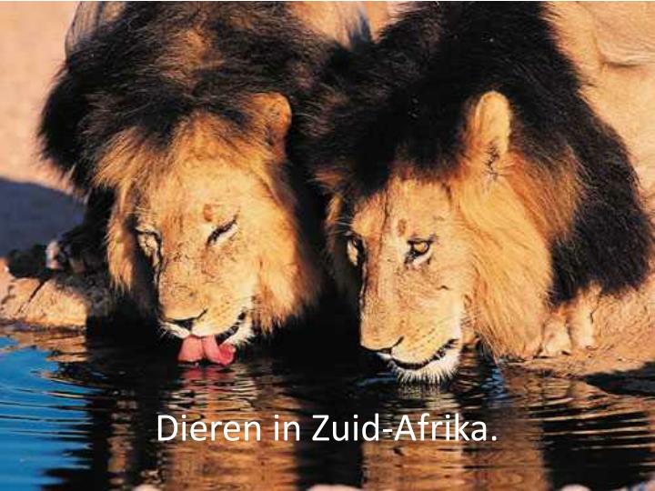 dieren in zuid afrika