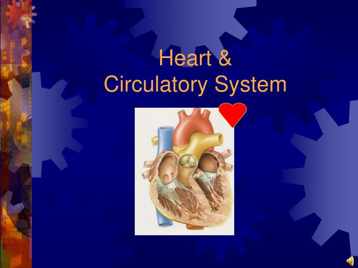 heart circulatory system