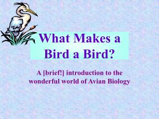 What Makes a Bird a Bird?