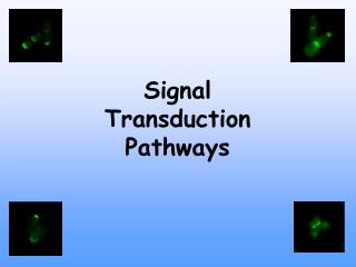 Signal Transduction Pathways