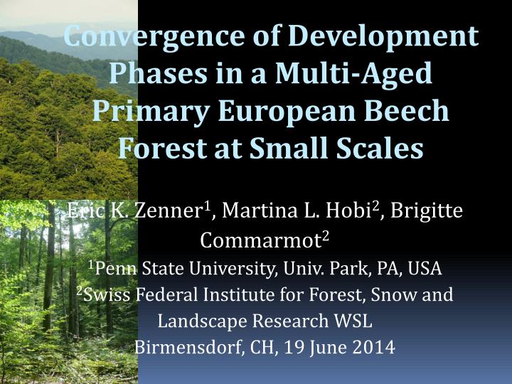 convergence of development phases in a multi aged primary european beech forest at small scales