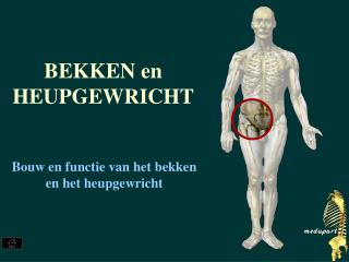 bekken en heupgewricht