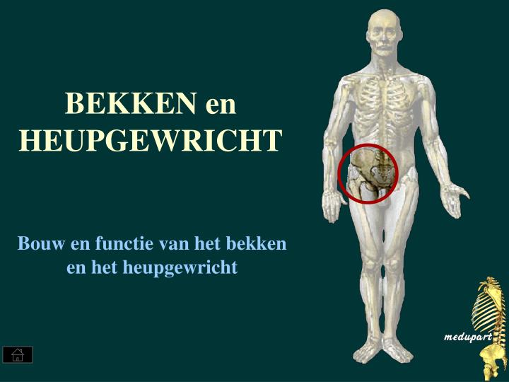 bekken en heupgewricht