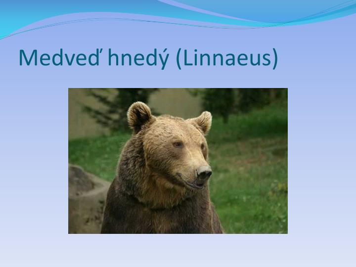 medve hned linnaeus