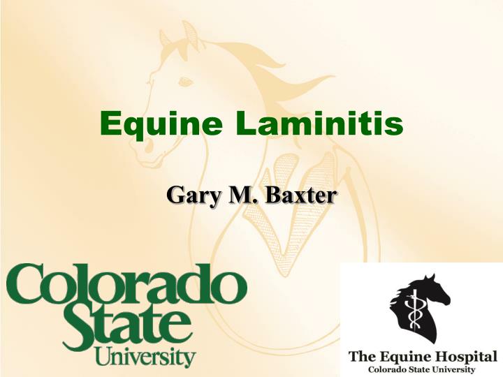 equine laminitis