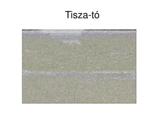 tisza t