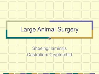 Large Animal Surgery