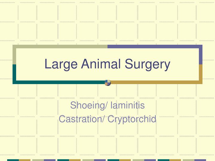 large animal surgery
