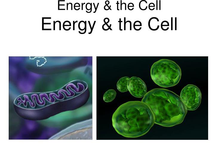 honors biology chapter 4 energy the cell energy the cell