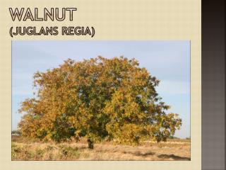 Walnut ( juglans regia )