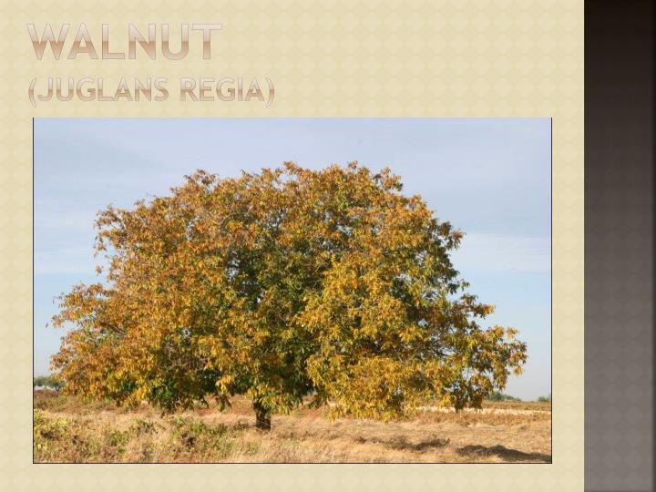 walnut juglans regia