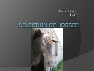 Selection of Horses