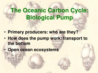 The Oceanic Carbon Cycle: Biological Pump