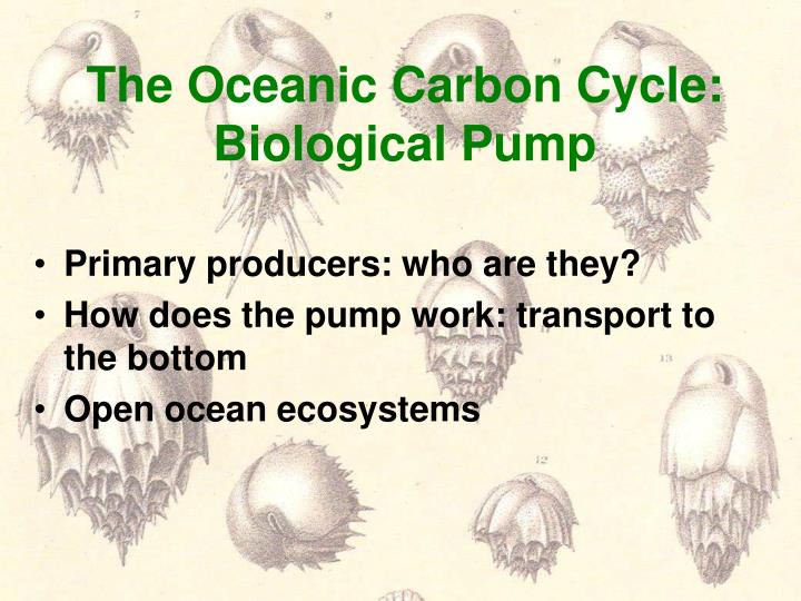 the oceanic carbon cycle biological pump