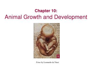 Chapter 10: Animal Growth and Development