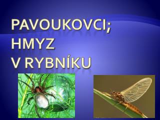 pavoukovci hmyz v rybn ku